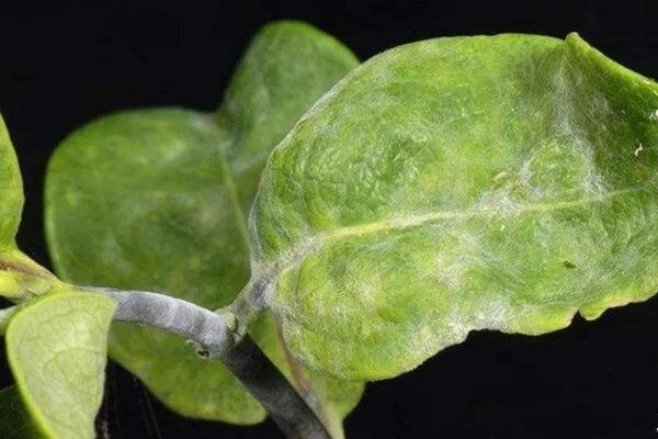 金银花常见病害防治方法,以下4种病害最为常见