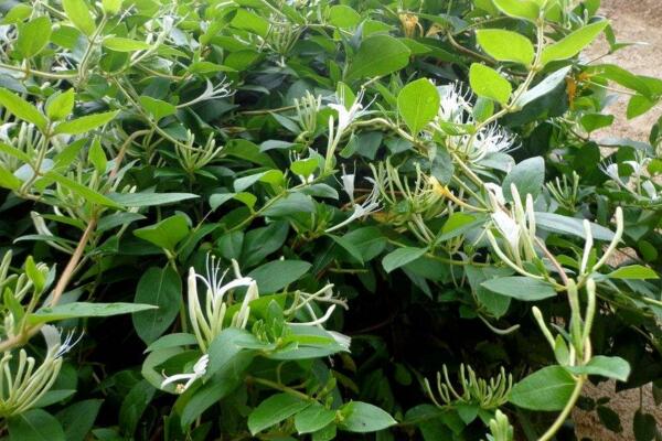 金银花掉叶子怎么处理,补充光照并控制浇水