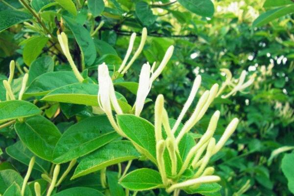 金银花掉叶子怎么处理,补充光照并控制浇水