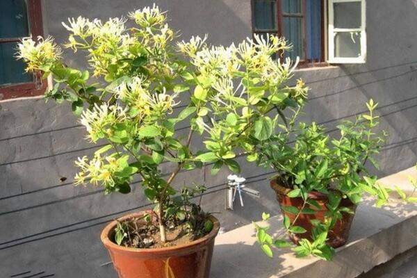金银花盆栽怎么养护,掌握以下要点是关键