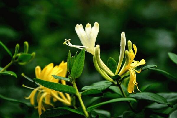 金银花怎么养长得快，保证充足的光照以及养分
