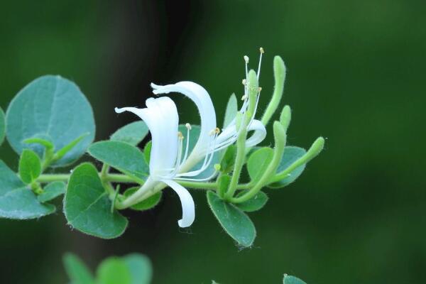 金银花种植技术,春秋季节种植成活率最高