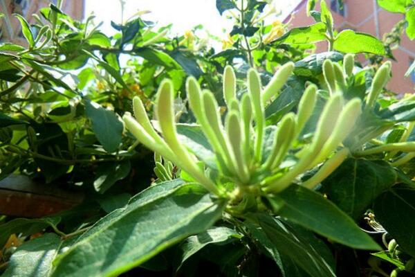 金银花种植技术,春秋季节种植成活率最高