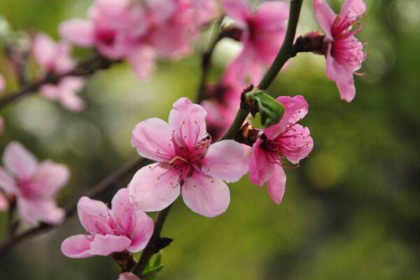 桃花秋天怎么养，北方地区要做好保暖措施