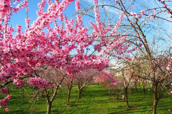 桃花秋天怎么养，北方地区要做好保暖措施