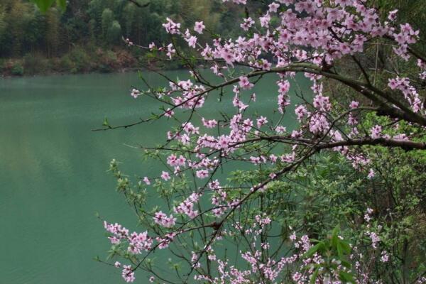 桃花夏季如何修剪,对桃花进行摘心以及疏枝处理