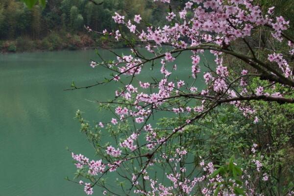 桃花夏季如何修剪，对桃花进行摘心以及疏枝处理