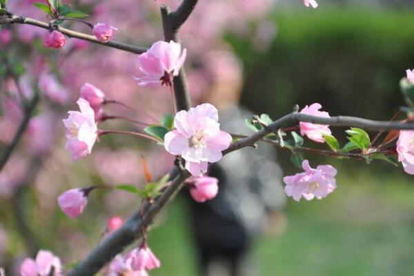 桃花夏季如何修剪,对桃花进行摘心以及疏枝处理
