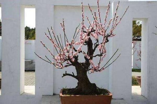 盆栽梅花的养殖方法,养好梅花必须要做好以下几点