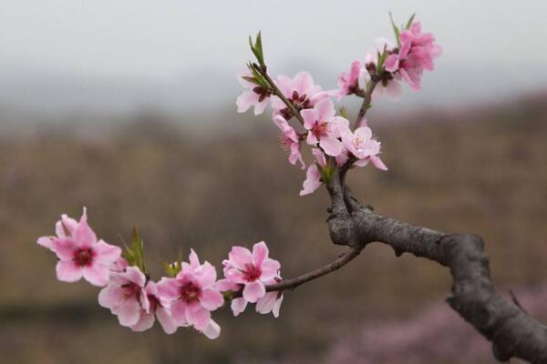 梅花掉叶子是什么原因，可能是土壤、光照不适导致