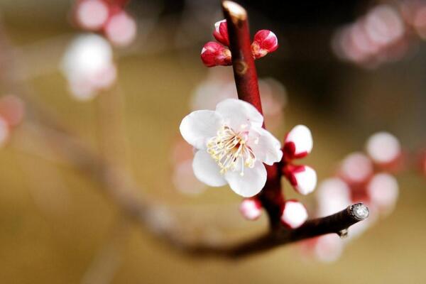 梅花掉叶子是什么原因，可能是土壤、光照不适导致