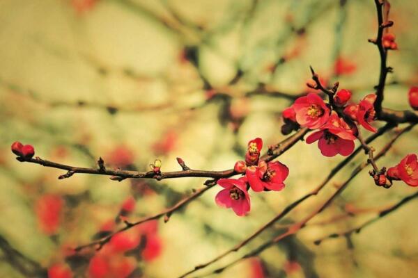 梅花为什么不开花,光照、养分不足导致