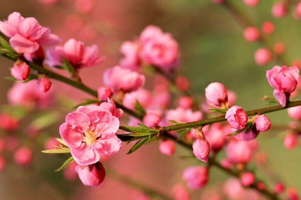桃花用什么土栽培,使用轻壤土进行养护
