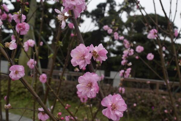 桃花用什么土栽培，使用轻壤土进行养护