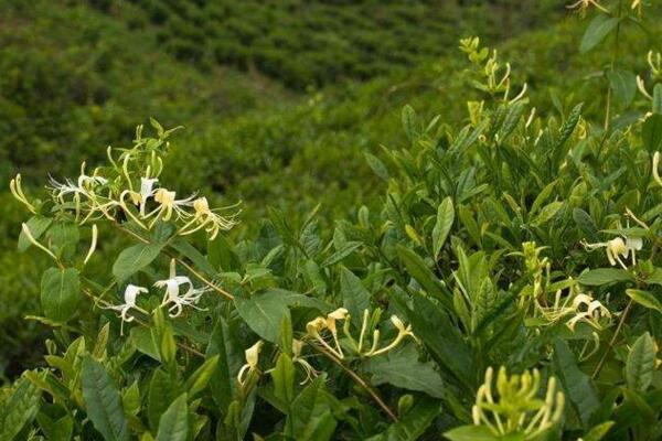 金银花换盆要注意什么,做好消毒处理以及后期养护