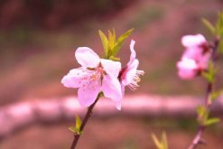 桃花盆栽养殖方法，忌使用碱土进行养护