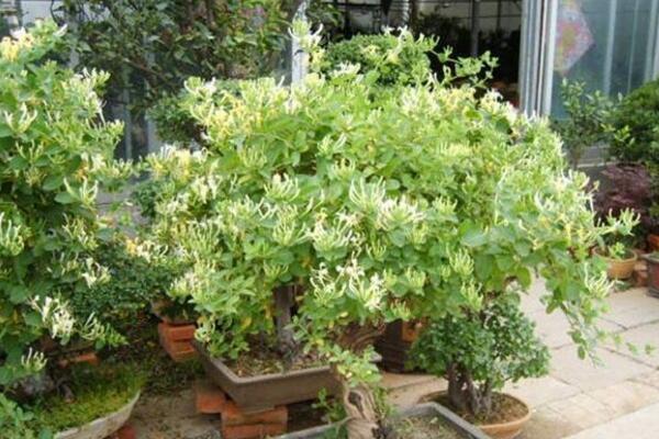 盆栽金银花怎样过冬,入室保暖并加强光照