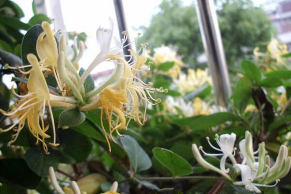 盆栽金银花怎样过冬,入室保暖并加强光照