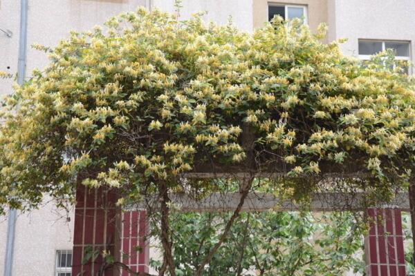 盆栽金银花冬季养护要点,北方地区需搬入室内保暖