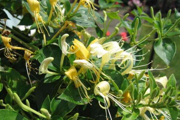 金银花苗种植技术,4步即可完成金银花的种植
