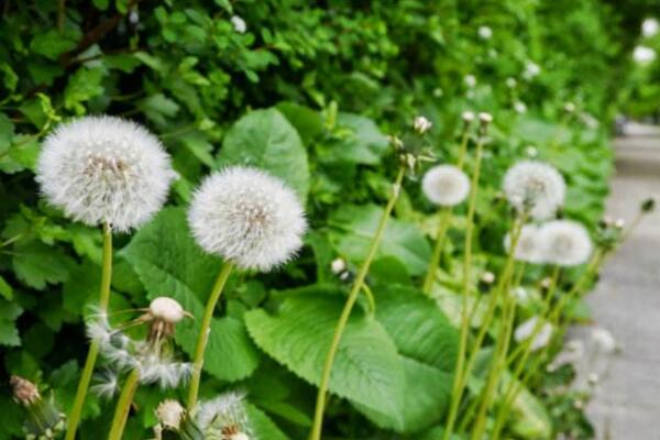 蒲公英什么时候种植，春秋季节种植成活率最高