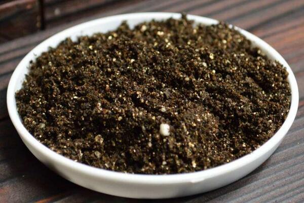 蒲公英什么时候种植,春秋季节种植成活率最高