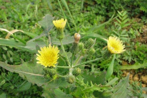 蒲公英和苦菜的区别,可以通过花、叶进行区分