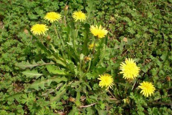 蒲公英和苦菜的区别,可以通过花、叶进行区分