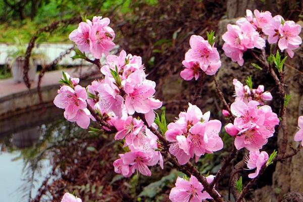 桃花的繁殖方式有哪些,扦插、播种、嫁接三种方法繁殖