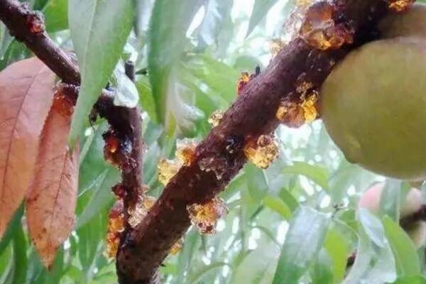 桃花的病害防治,4种常见病害讲解