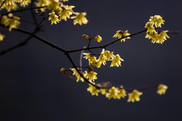 腊梅花怎么养，腊梅花养殖5大要点