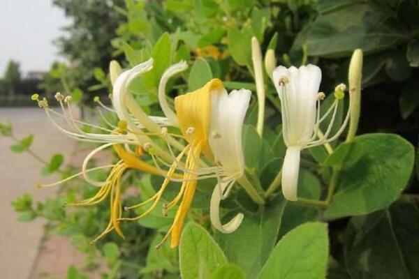 金银花怎么养,5步教你养好金银花