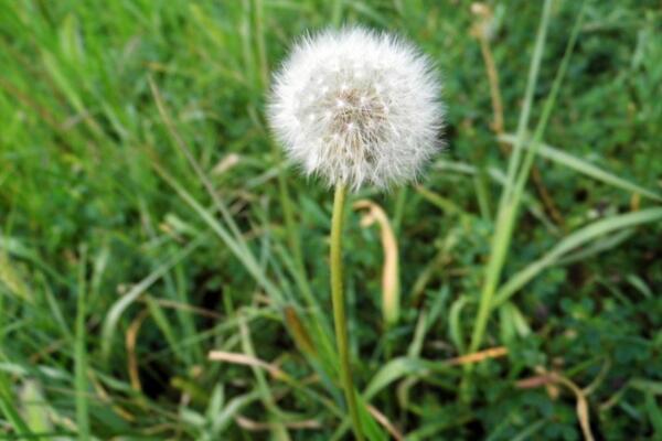 蒲公英是什么季节的,每年的4~9月绽放
