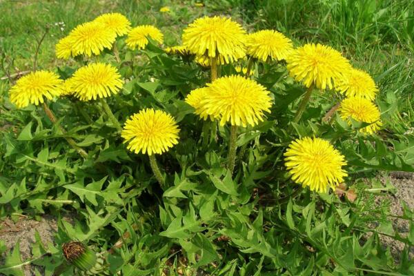 蒲公英采摘季节,春季食用秋季药用