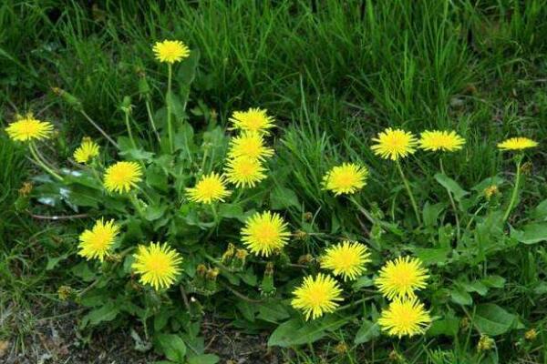 蒲公英采摘季节,春季食用秋季药用