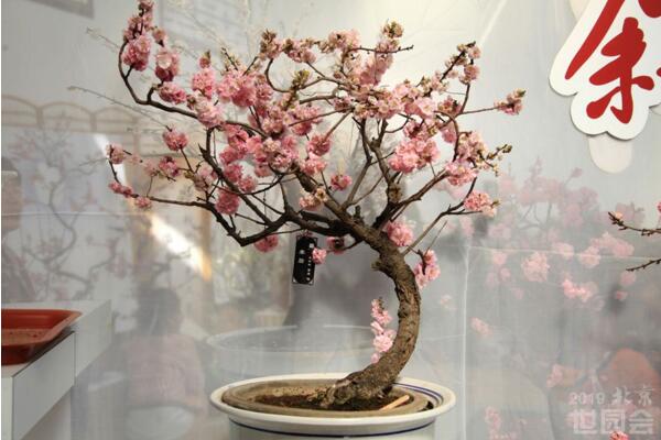 梅花盆景枝干了怎么办,补充水分并做好遮阴措施