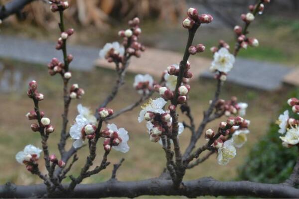 梅花盆景枝干了怎么办，补充水分并做好遮阴措施