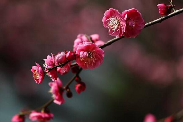 梅花盆景枝干了怎么办,补充水分并做好遮阴措施