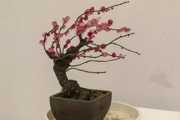 梅花盆景可以放室内吗，放室内要保持光照条件