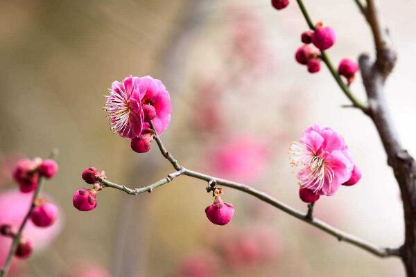 梅花为什么开的花小，可能是因为光照、养分不足导致