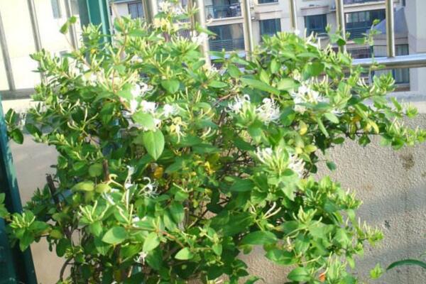 金银花的修剪方法,4步即可完成金银花的修剪