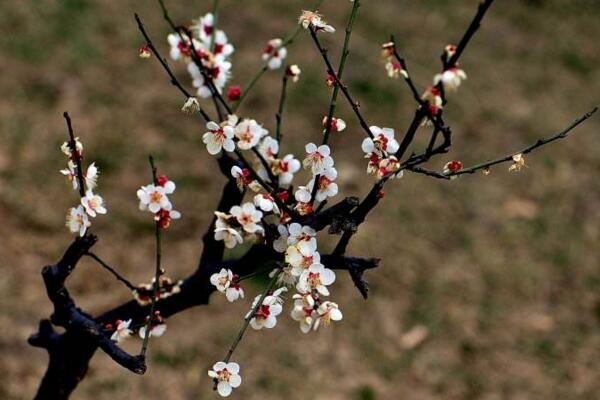 梅花盆景冬天养护方法，梅花冬季养护5大要点