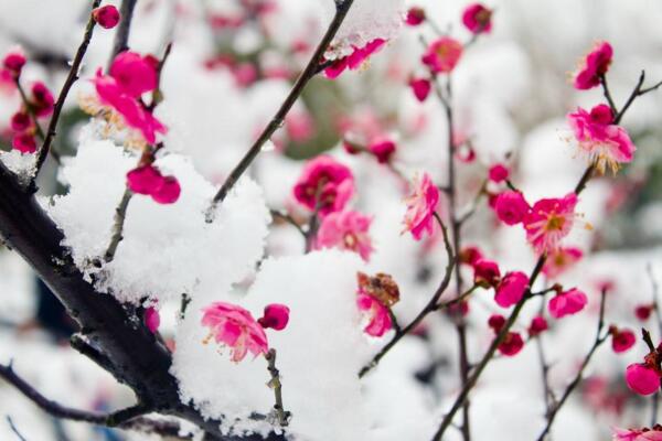 秋天的梅花黄叶掉叶子正常吗,需要及时进行补救