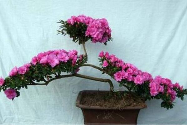 盆栽桃花如何修剪,4步即可完成桃花的修剪