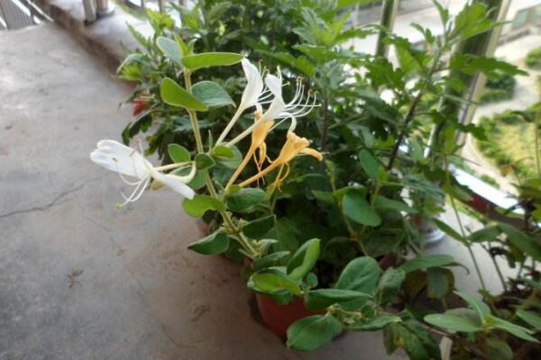金银花的病虫害及其防治,金银花常见病虫害介绍