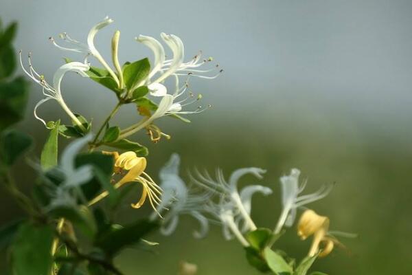 金银花施肥方法大全,金银花四季施肥要点