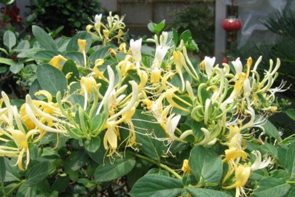 金银花施肥方法大全,金银花四季施肥要点