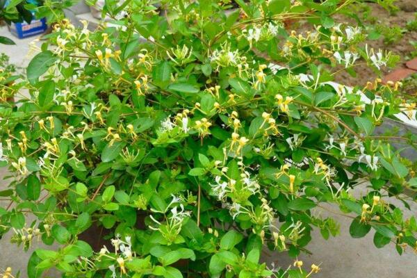 金银花施肥方法大全,金银花四季施肥要点