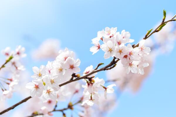 樱花树需要剪枝吗,建议在开春时期进行修剪
