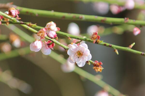 梅花的冬天养殖禁忌,以下5点必须要注意